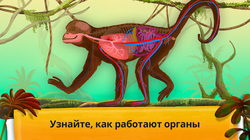 Как устроен организм животных?